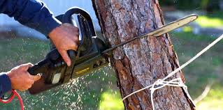 Lackland Af, TX Tree Services Company