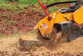 Best Tree Disease Treatment  in Lackland Af, TX