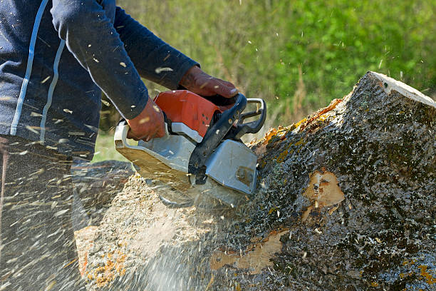 Seasonal Cleanup (Spring/Fall) in Lackland Af, TX